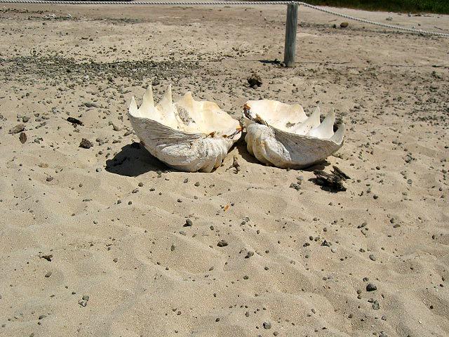 A 378 Cairns - Michaelmas Cay.jpg